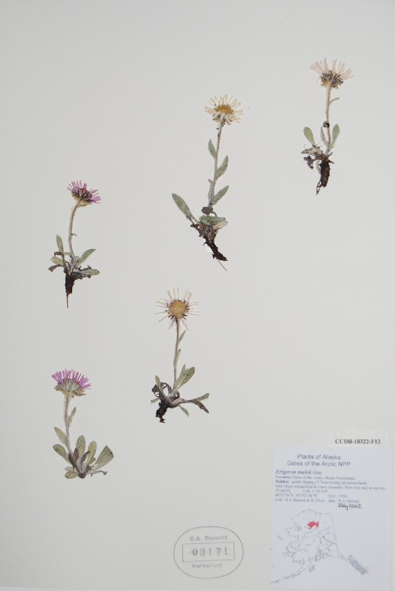 Muir's Fleabane photo 7