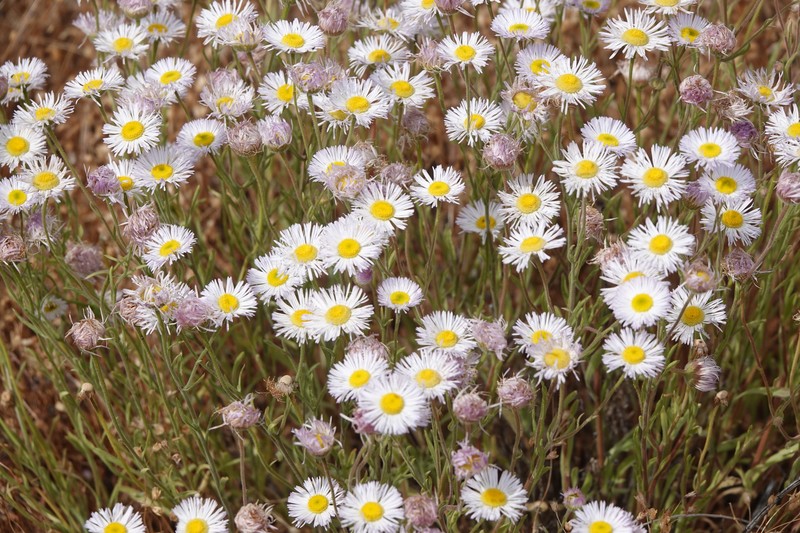 Kern River Fleabane