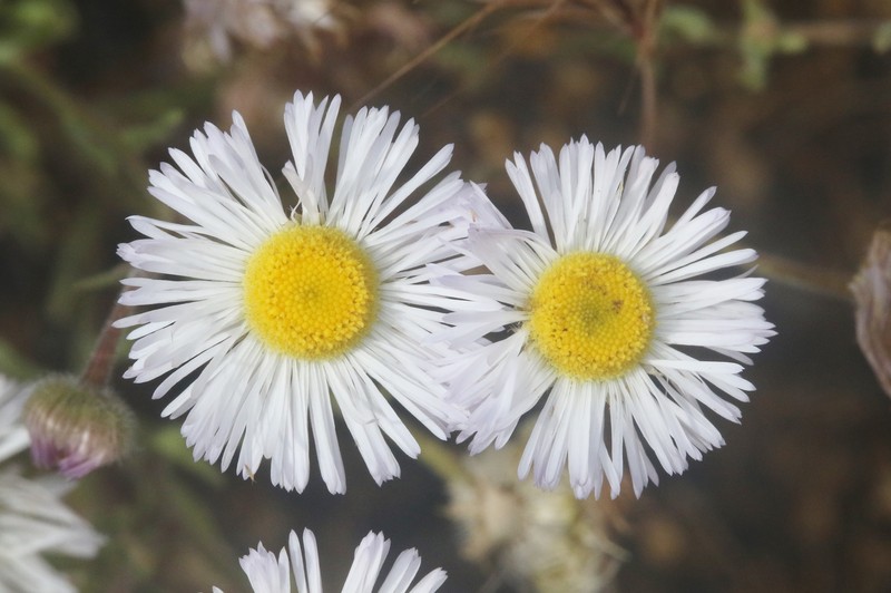 Kern River Fleabane photo 5