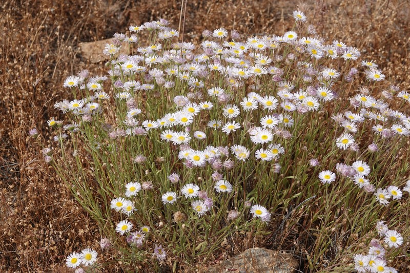 Kern River Fleabane photo 6