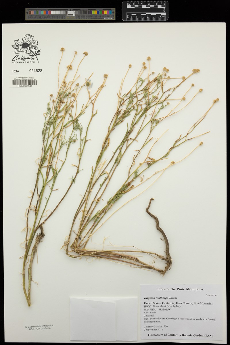 Kern River Fleabane photo 7