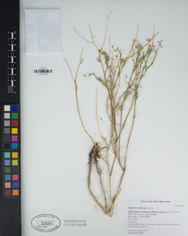 Kern River Fleabane photo 8