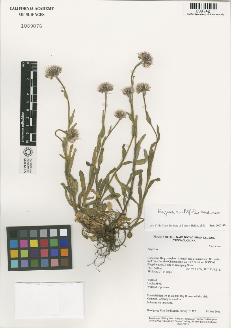 Erigeron multifolius