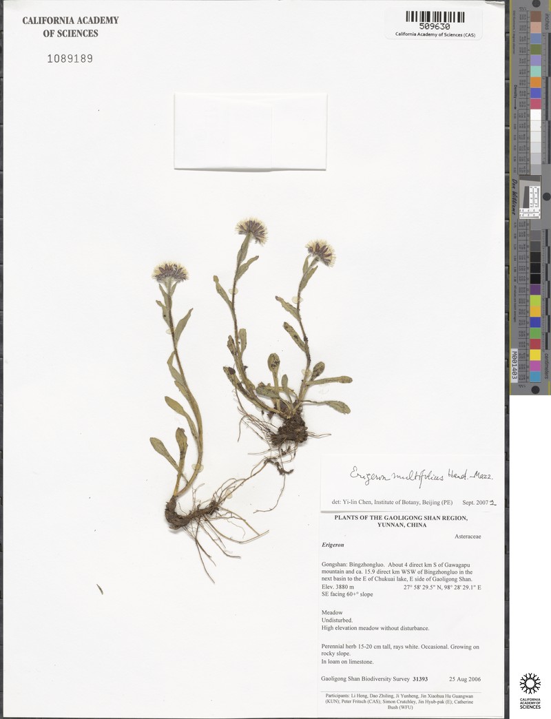 Erigeron multifolius photo 2
