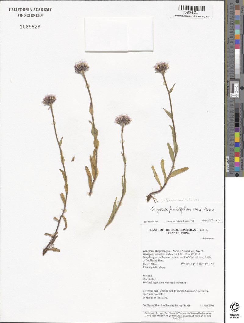 Erigeron multifolius photo 3