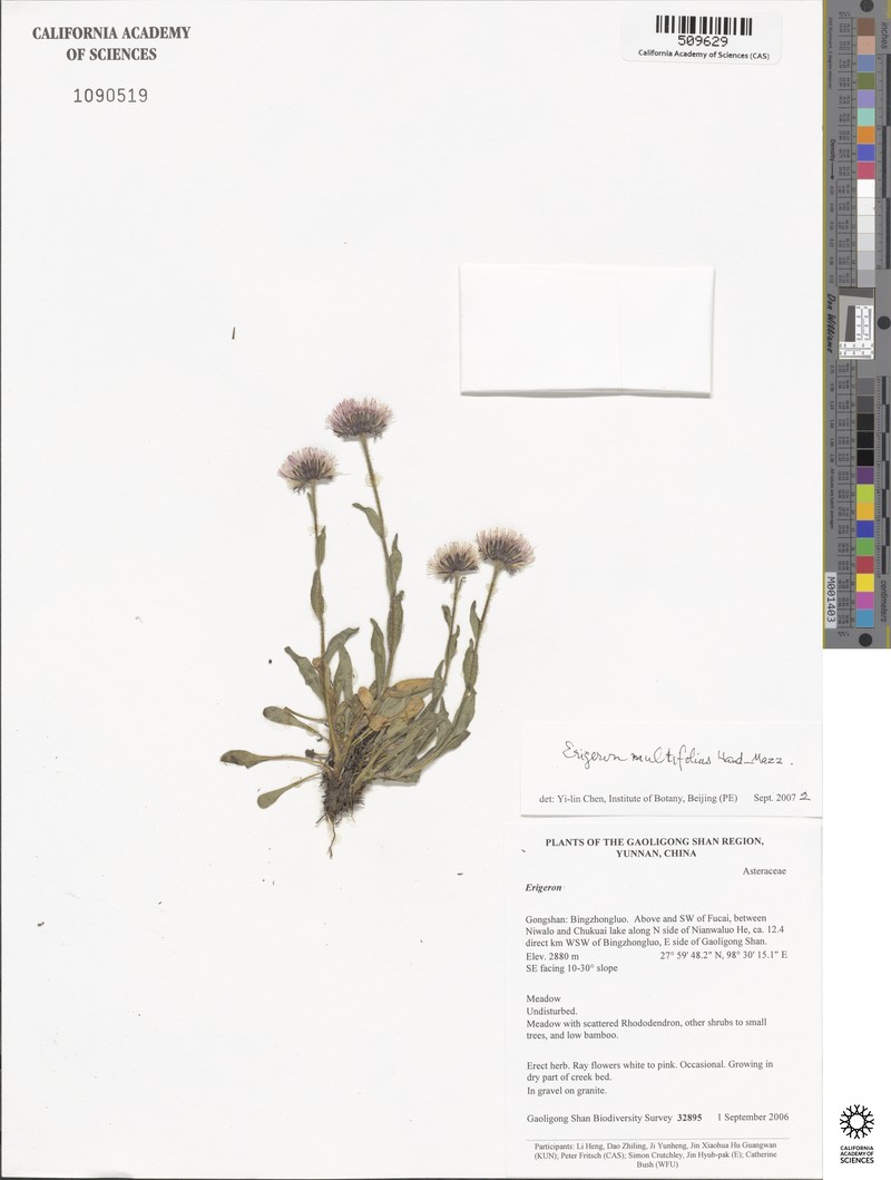 Erigeron multifolius photo 4