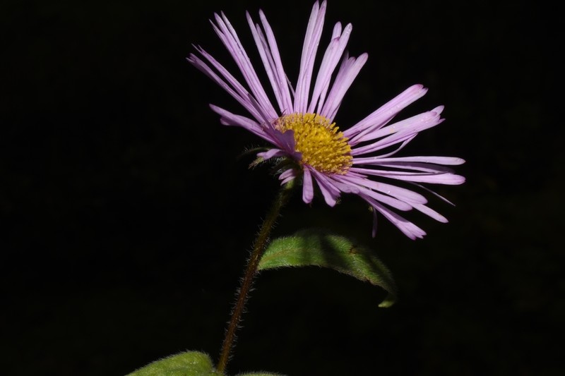 Himalayan Fleabane photo 2