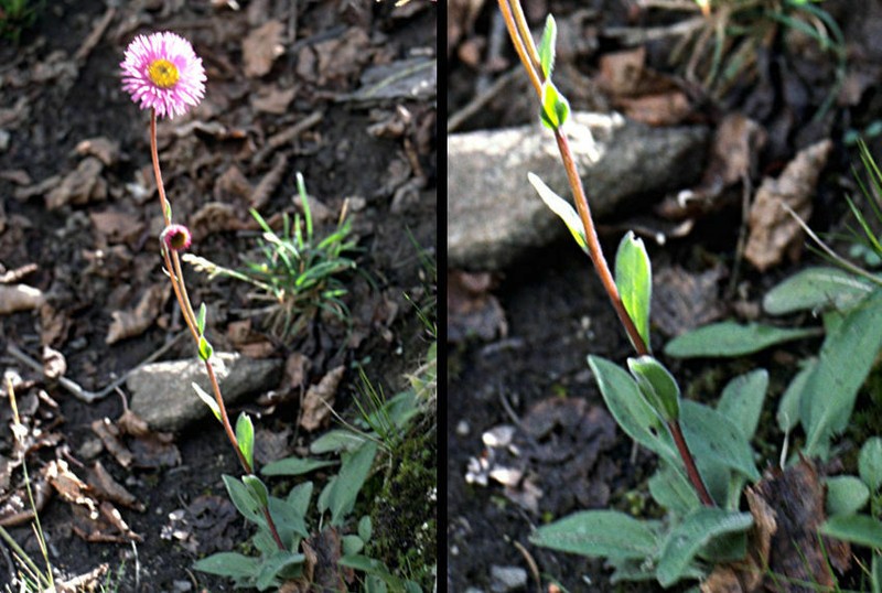 Himalayan Fleabane photo 3