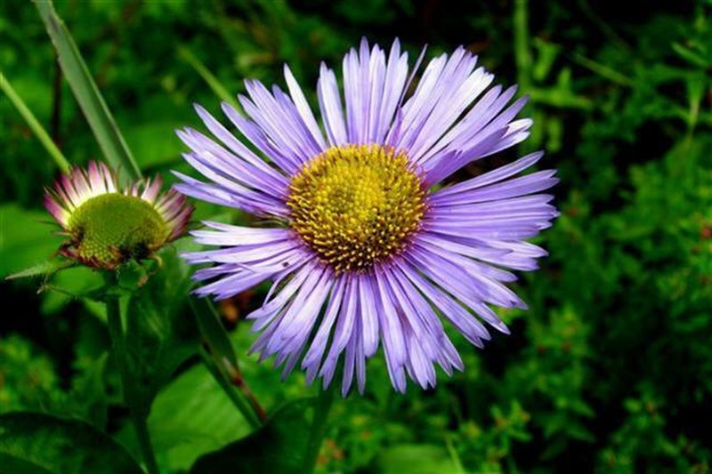 Himalayan Fleabane photo 4