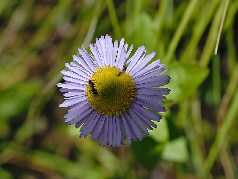 Himalayan Fleabane photo 5