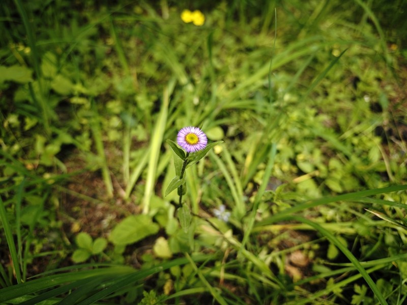 Himalayan Fleabane photo 6