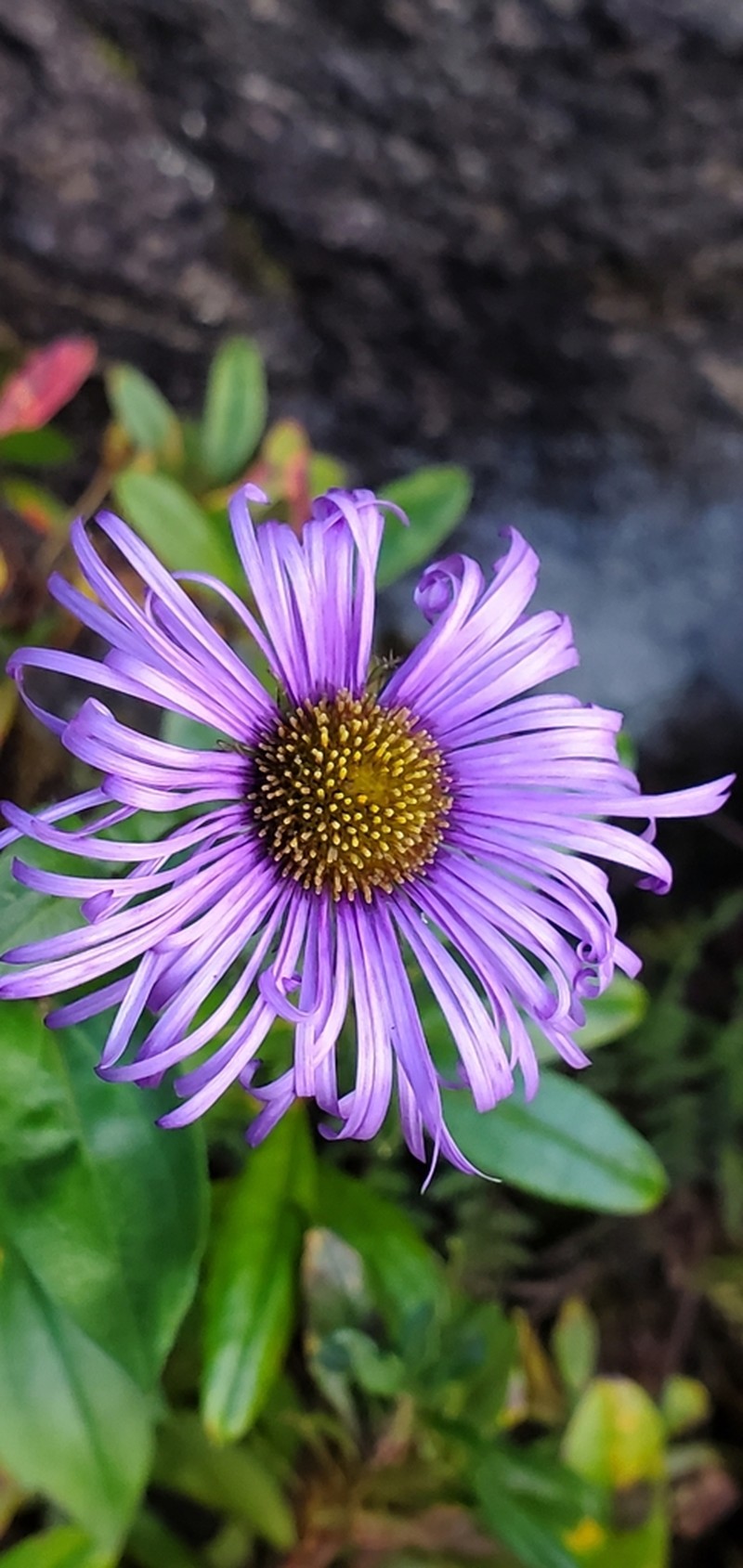 Himalayan Fleabane photo 7