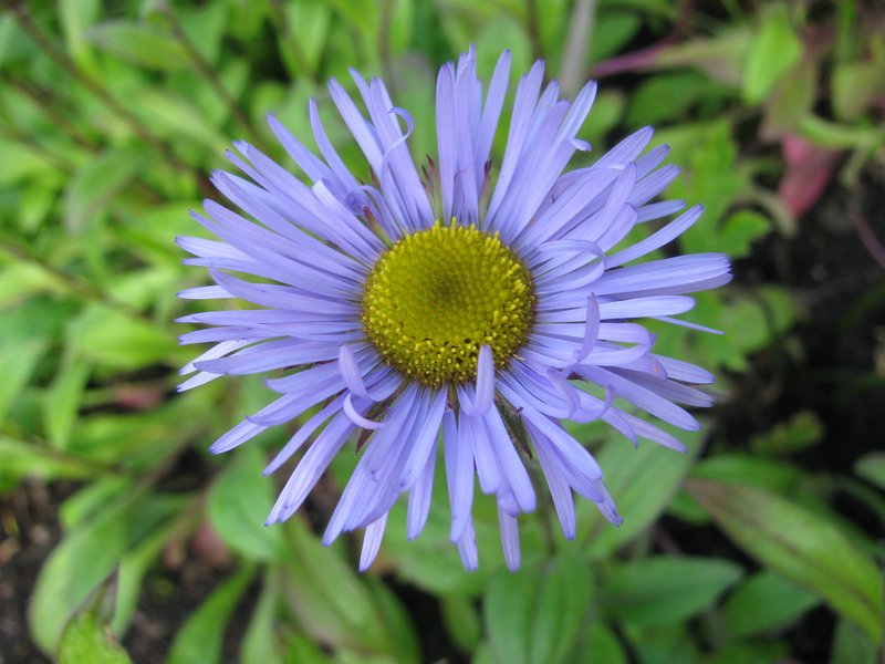 Himalayan Fleabane