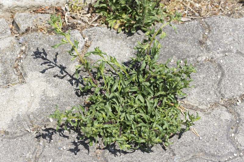 Erigeron muralis