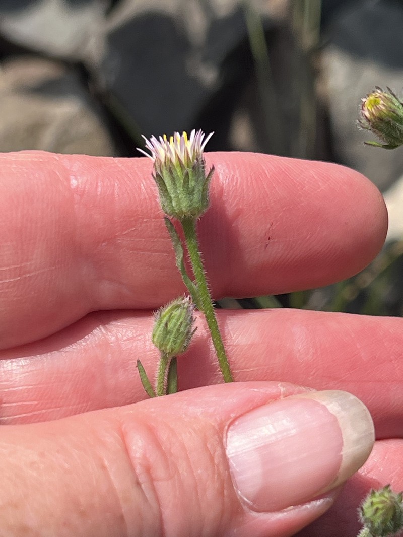 Erigeron muralis photo 2