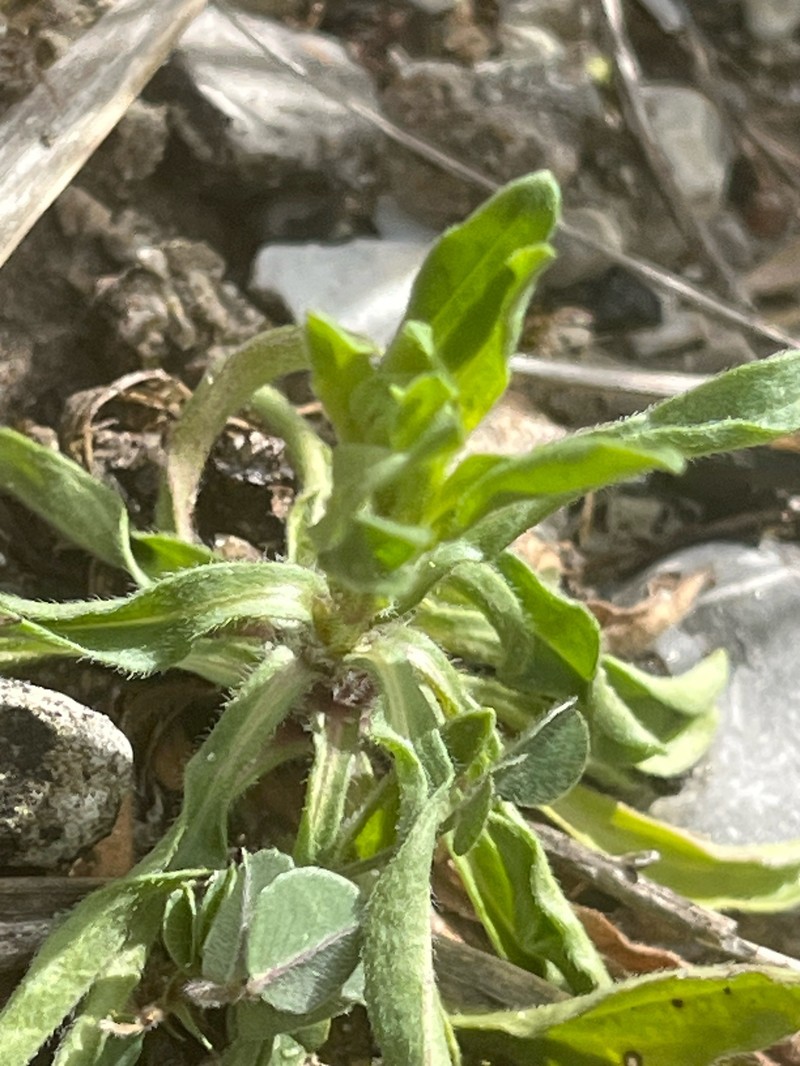 Erigeron muralis photo 3