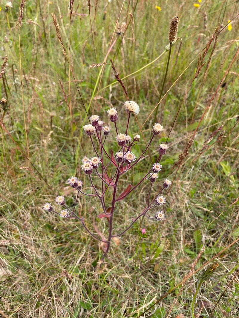 Erigeron muralis photo 4