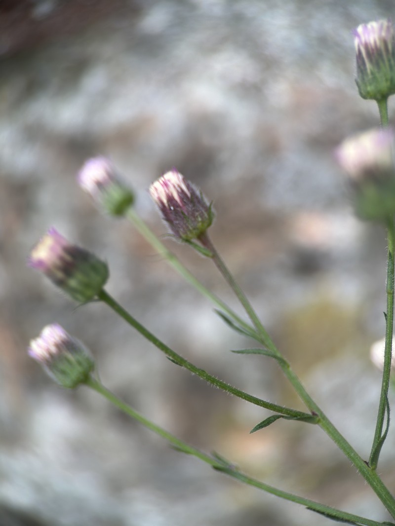 Erigeron muralis photo 5