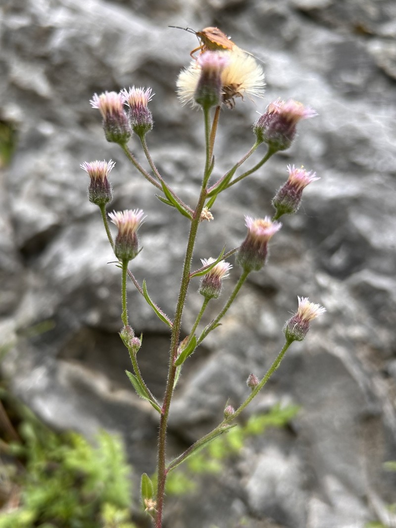 Erigeron muralis photo 6