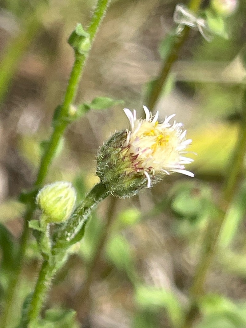 Erigeron muralis photo 7