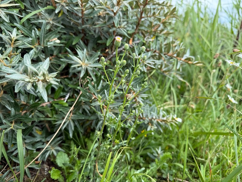 Erigeron muralis photo 8