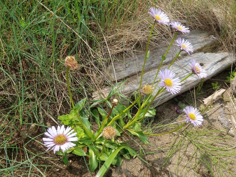 Erigeron mutsuensis