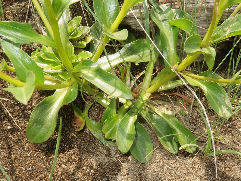 Erigeron mutsuensis photo 2