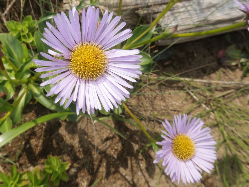 Erigeron mutsuensis photo 3