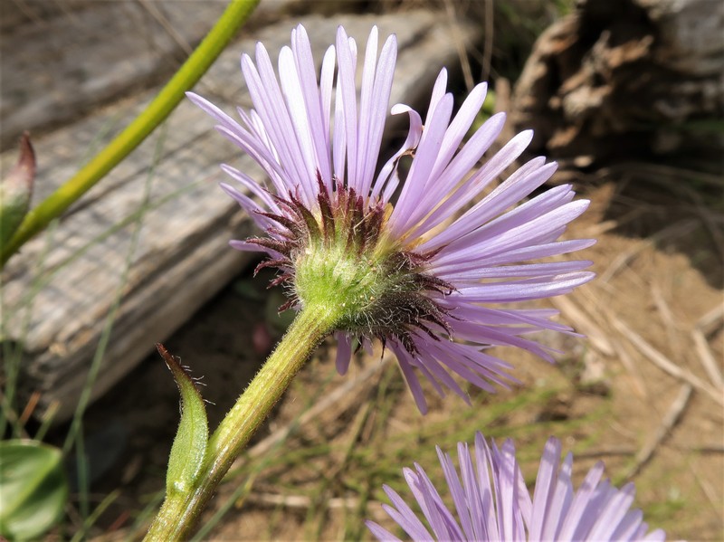 Erigeron mutsuensis photo 4