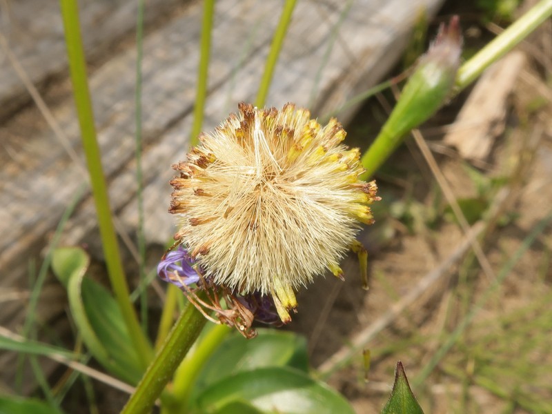 Erigeron mutsuensis photo 5