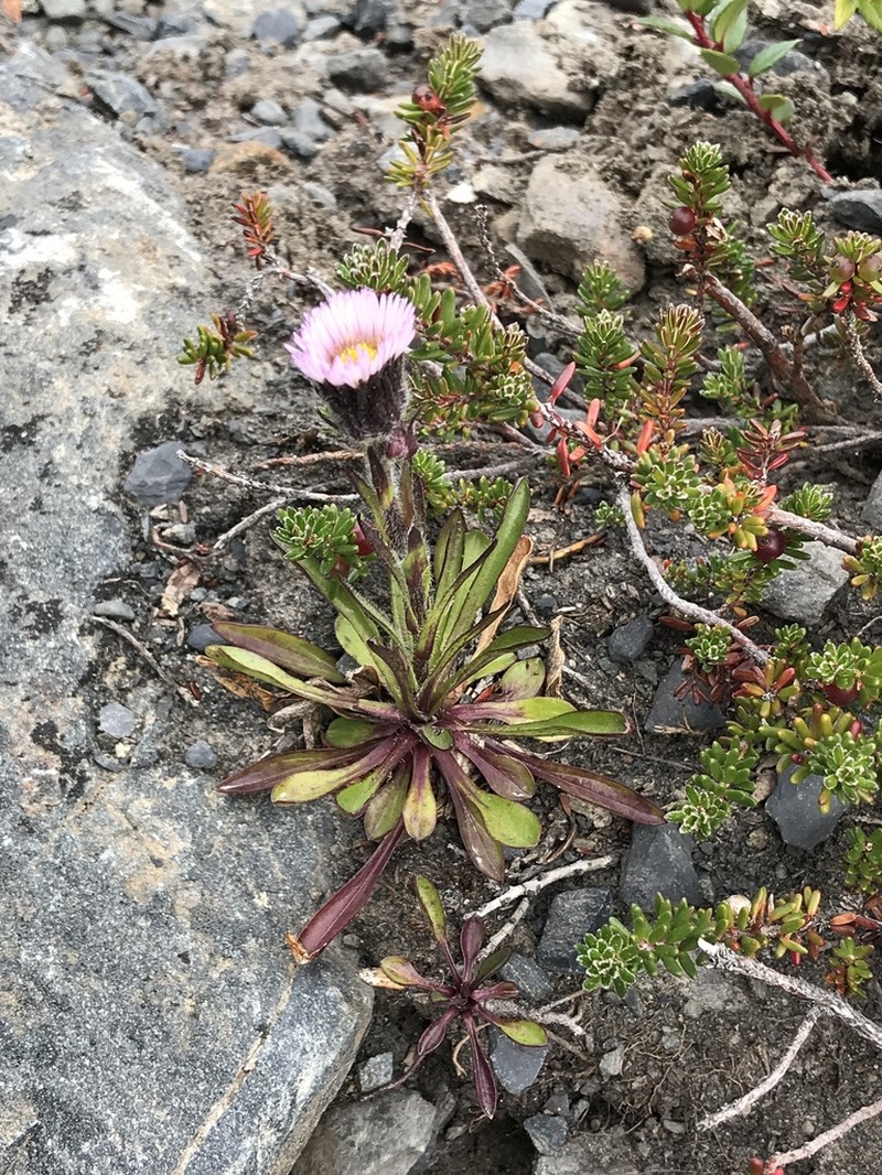 Erigeron myosotis photo 2