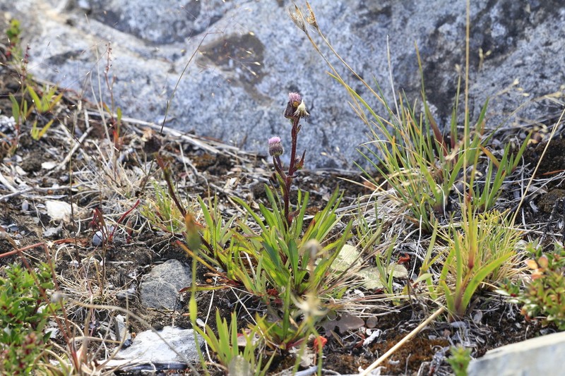 Erigeron myosotis photo 3