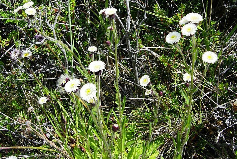 Erigeron myosotis photo 4