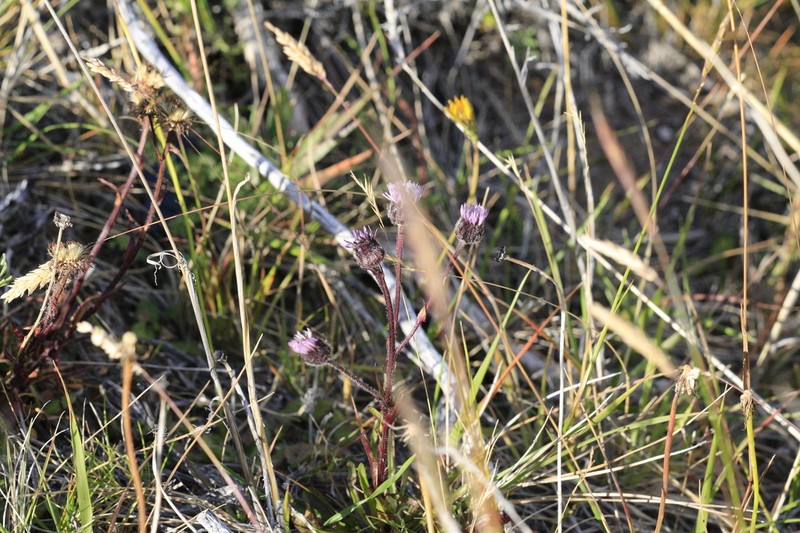 Erigeron myosotis photo 5