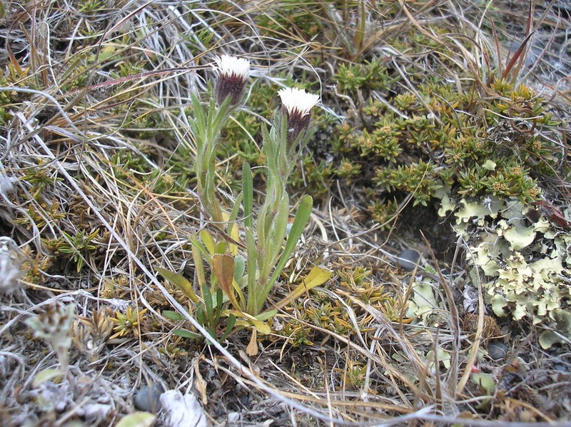 Erigeron myosotis photo 6