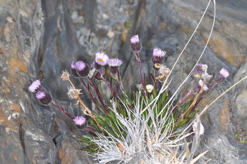 Erigeron myosotis photo 7