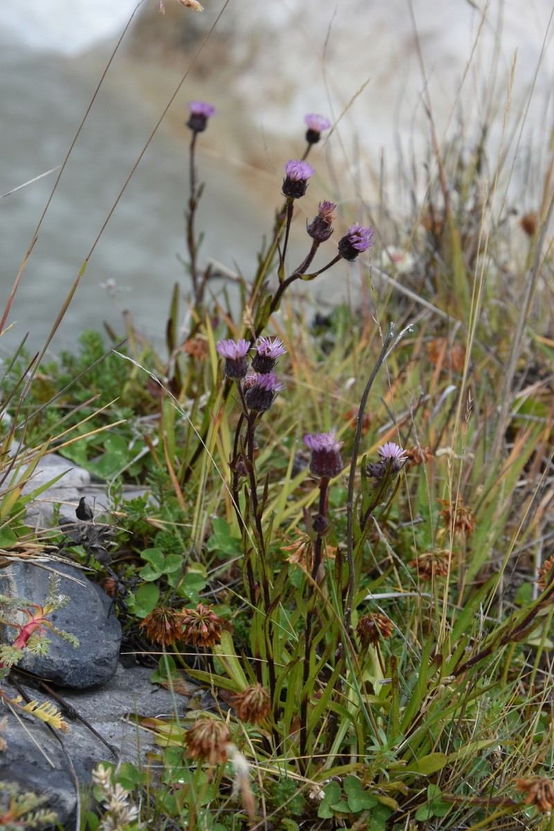 Erigeron myosotis photo 8