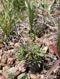 Dwarf Fleabane