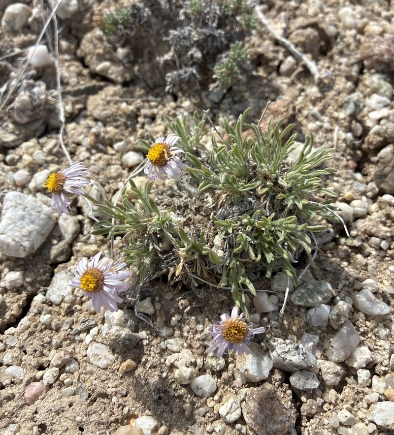 Dwarf Fleabane photo 3