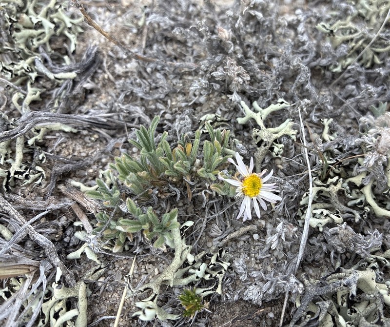 Dwarf Fleabane photo 4
