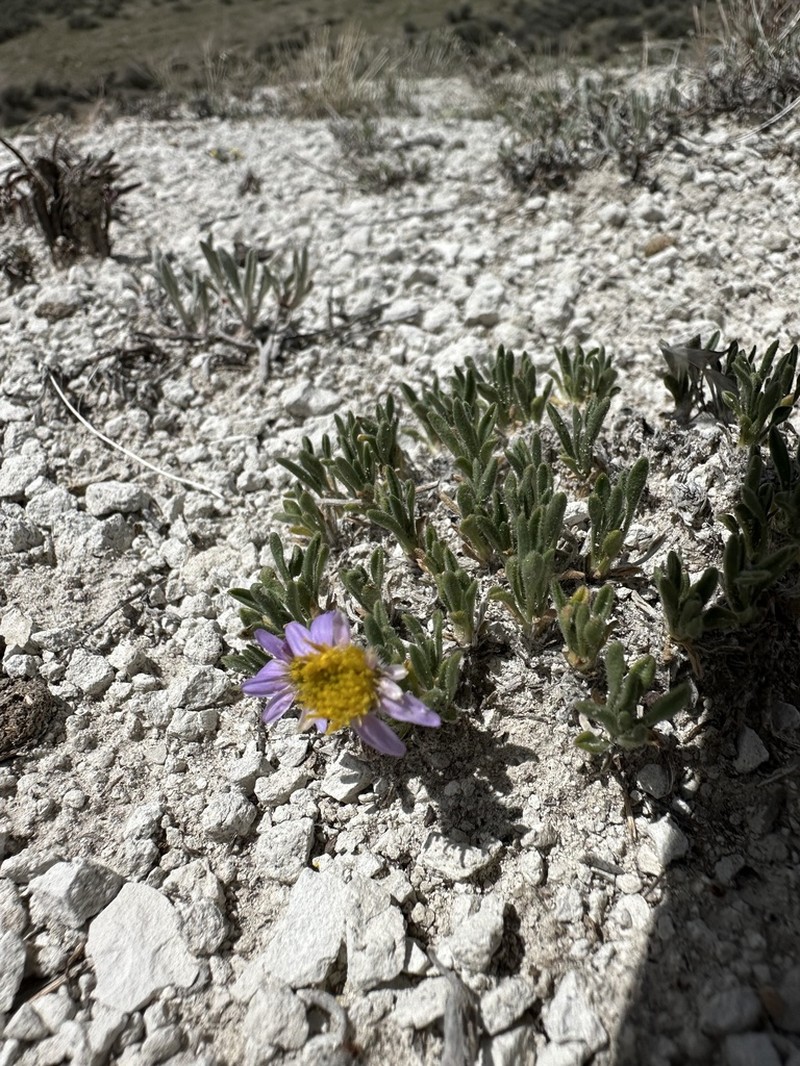 Dwarf Fleabane photo 6