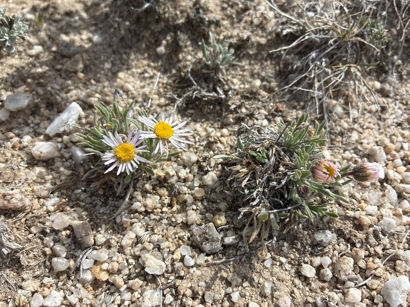 Dwarf Fleabane photo 8