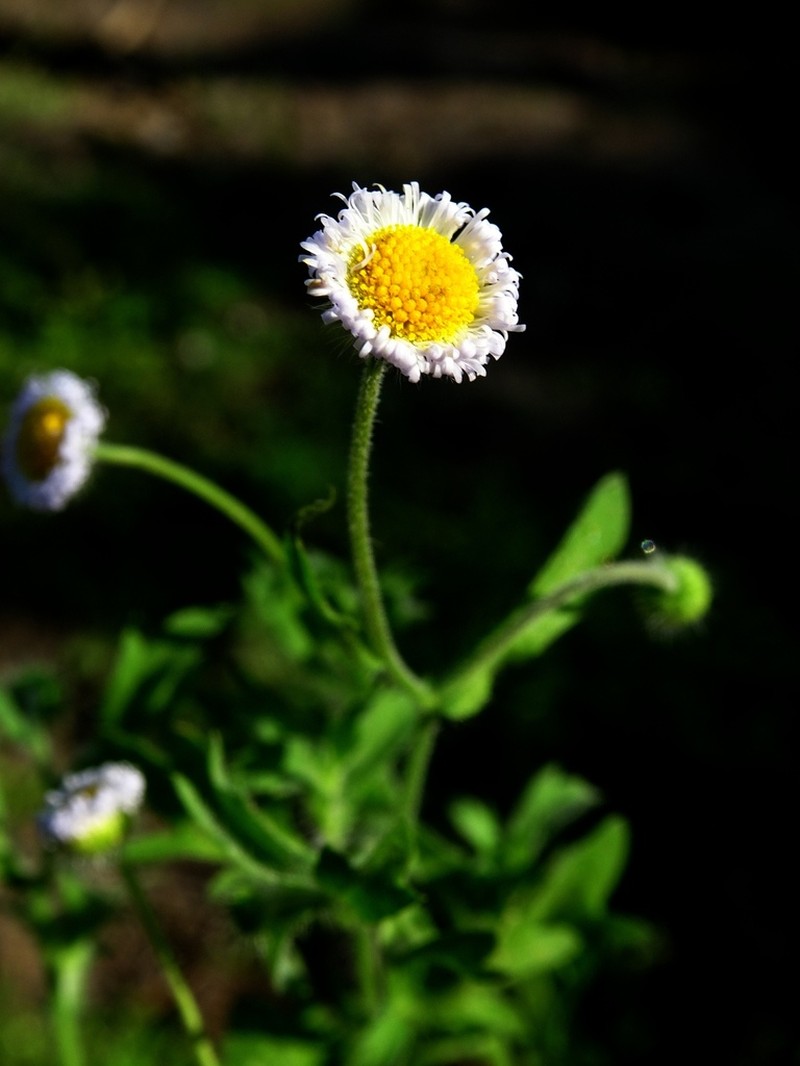 Erigeron narcissus