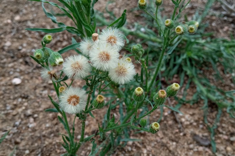 Erigeron naudinii