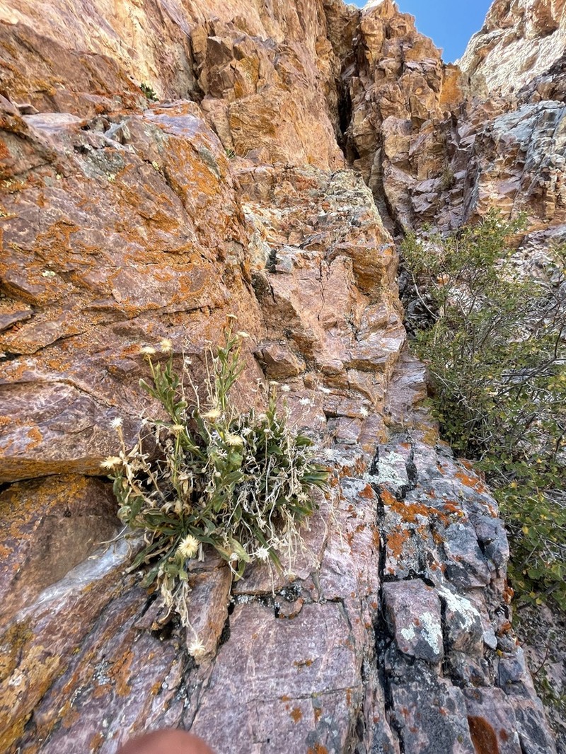 Marysvale Fleabane