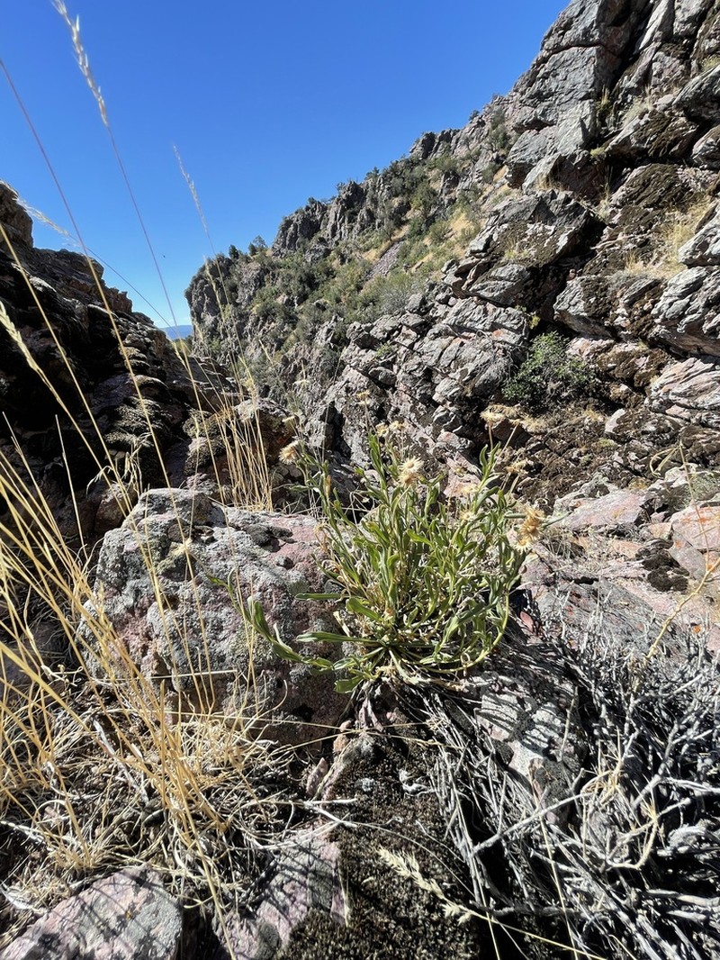 Marysvale Fleabane photo 2