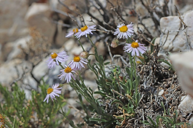 Marysvale Fleabane photo 3