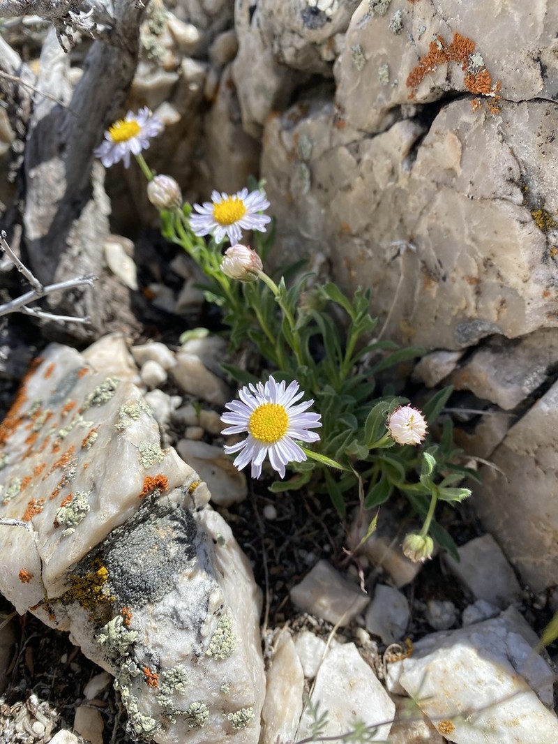 Marysvale Fleabane photo 4