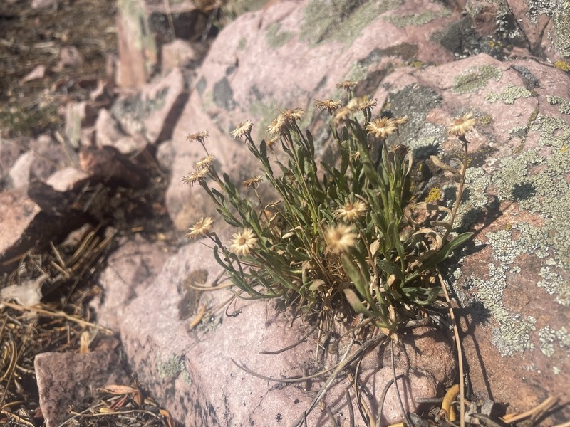 Marysvale Fleabane photo 5