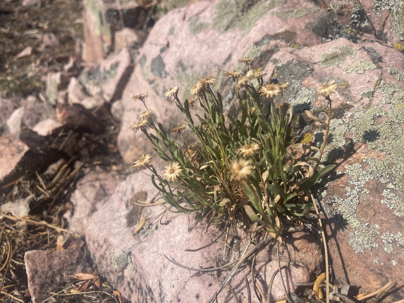Marysvale Fleabane photo 6